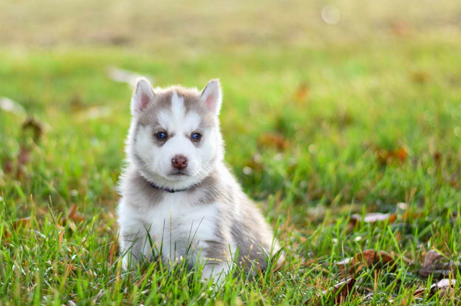 Chihuahua Husky Mix Puppy