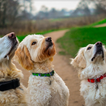 Crystal Creek Golden Doodle Pups Reviews