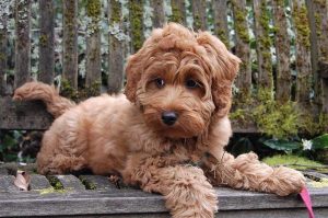 Do Golden Doodle Dogs Shed