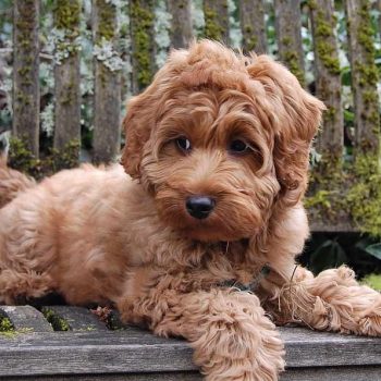 Do Golden Doodle Dogs Shed Hair?