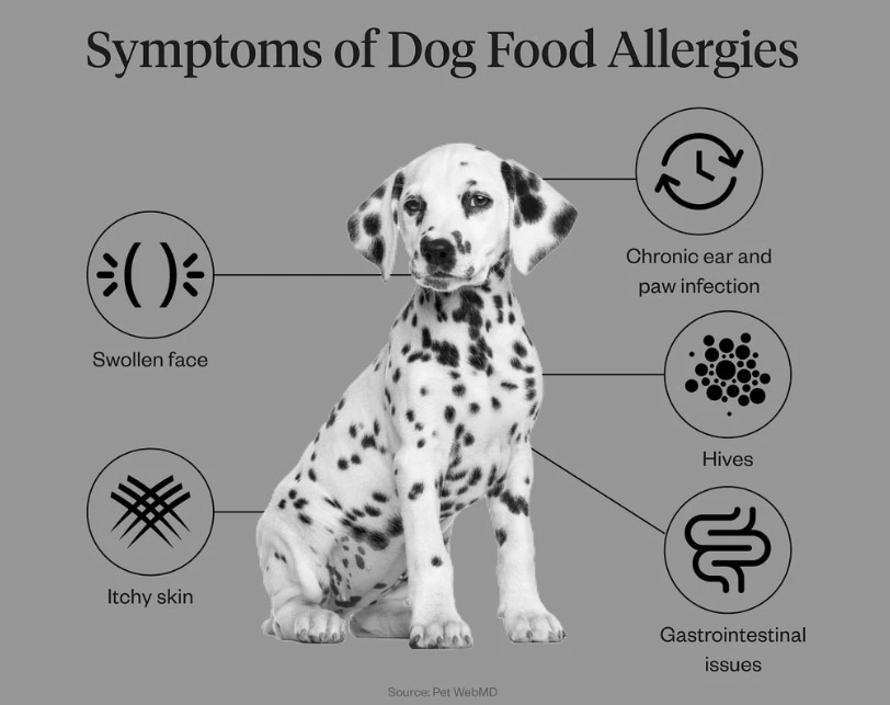 Dog Food Allergies
