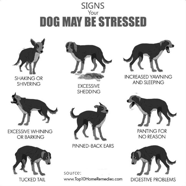Dog Stress Signs