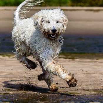 Golden Doodle Common Health Issues