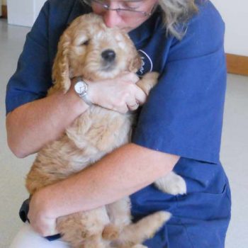 Golden Doodle Vaccinations