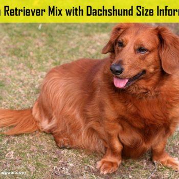 Golden Retriever Mix with Dachshund Size Information
