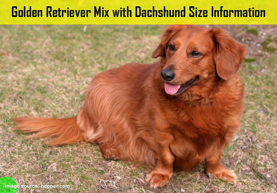 Golden Retriever Mix with Dachshund Size Information