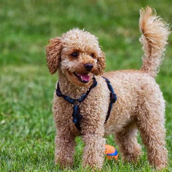 Goldendoodle Easy to Train