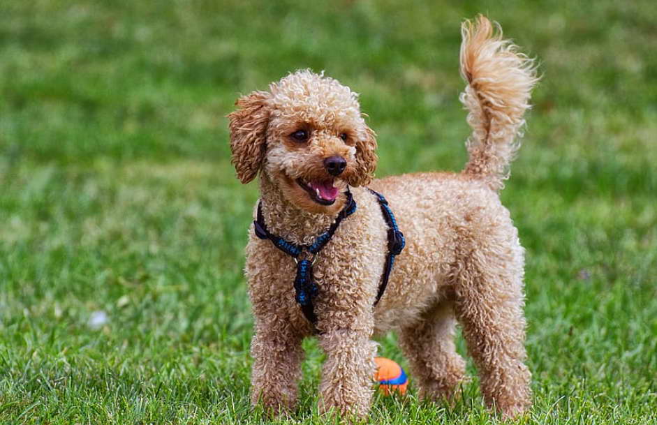 Goldendoodle Easy to Train