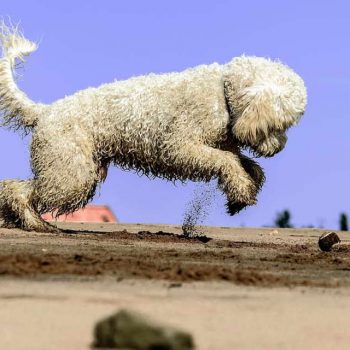 Goldendoodle Exercise Level Activities