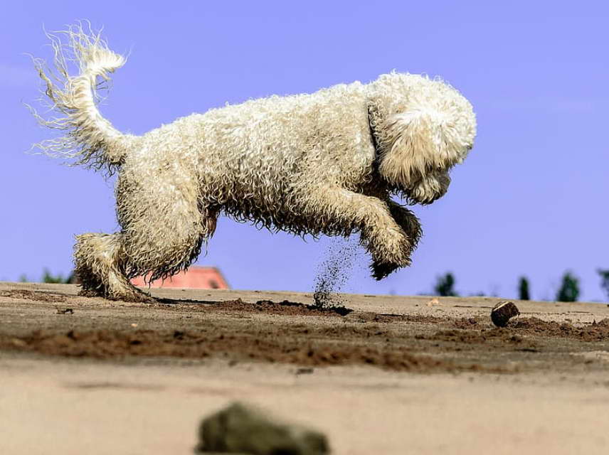 Goldendoodle Exercise Level Activities