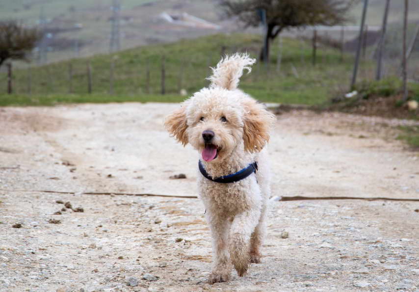 Goldendoodle Exercise Level