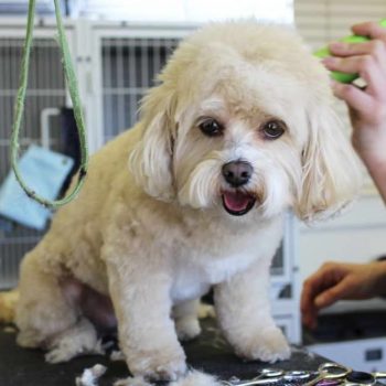 Goldendoodle Puppies Haircut