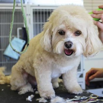 Groom Your Golden Doodle