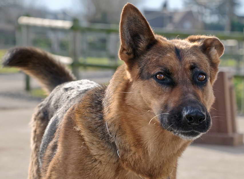 High Protein Dog Food For German Shepherds