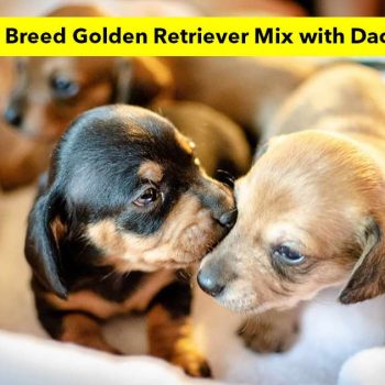 How to Breed Golden Retriever Mix with Dachshund