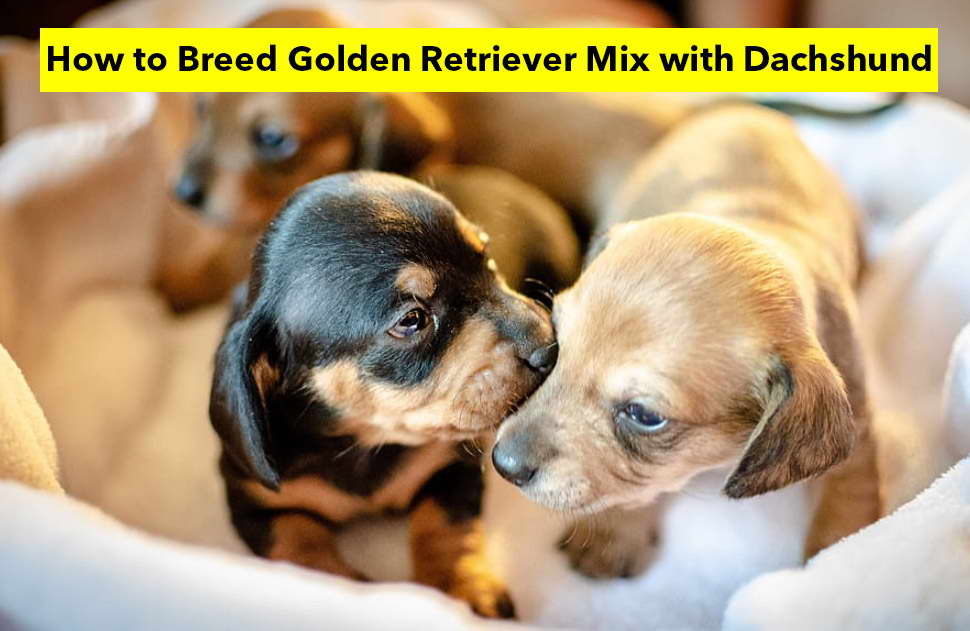 How to Breed Golden Retriever Mix with Dachshund