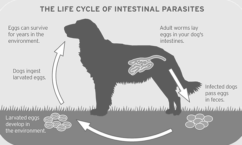 Intestinal Parasites in Dogs