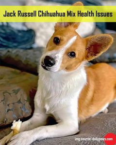 Jack Russell Chihuahua Mix Health Issues