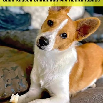 Jack Russell Chihuahua Mix Health Issues