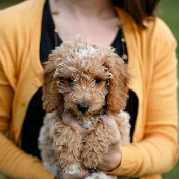 Mini Goldendoodle Puppies – A Comprehensive Guide