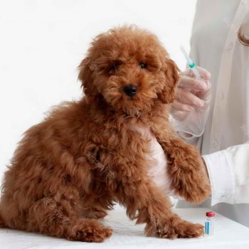 Mini Goldendoodle Vaccination Schedule – Everything You Need to Know