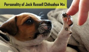 Personality of Jack Russell Chihuahua Mix