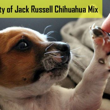 Personality of Jack Russell Chihuahua Mix