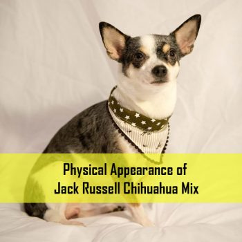 Physical Appearance of Jack Russell Chihuahua Mix