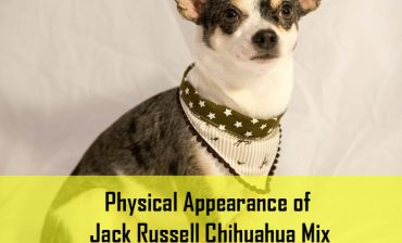 Physical Appearance of Jack Russell Chihuahua Mix