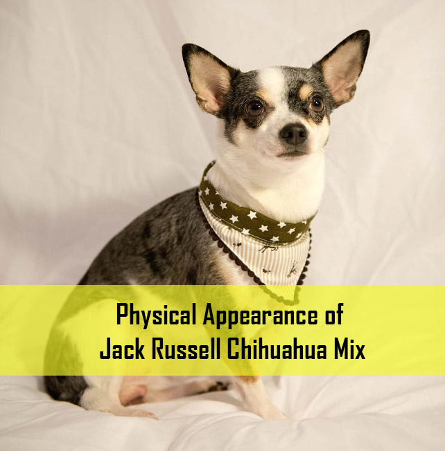 Physical Appearance of Jack Russell Chihuahua Mix