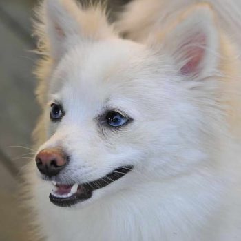 Pomsky Chihuahua Husky Mix – The Perfect Pet for Your Family