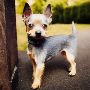 Scottish Terrier Chihuahua Mix Puppies
