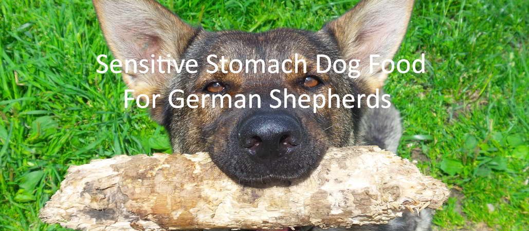 Sensitive stomach dog food for German Shepherds