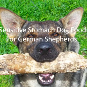 Sensitive Stomach Dog Food for German Shepherds