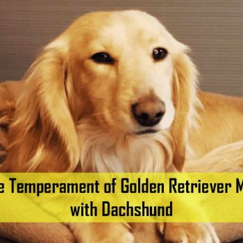 The Temperament of Golden Retriever Mix with Dachshund
