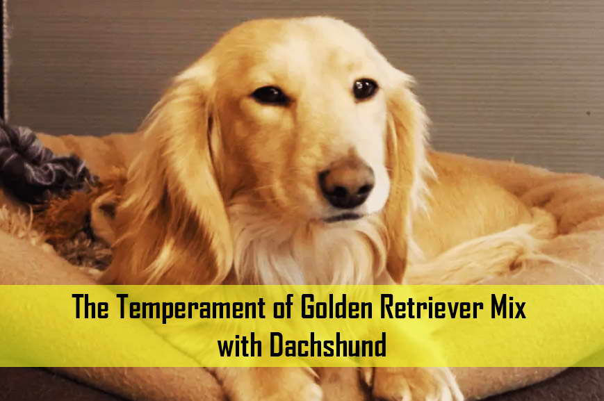 The Temperament of Golden Retriever Mix with Dachshund