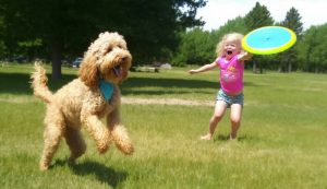 Training Golden Doodle