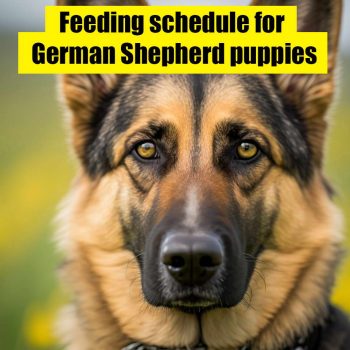 Feeding Schedule for German Shepherd Puppies