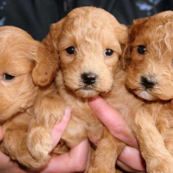 how much are golden doodle pups