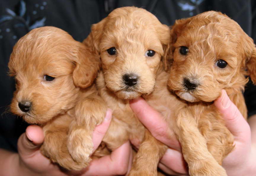 how much are golden doodle pups