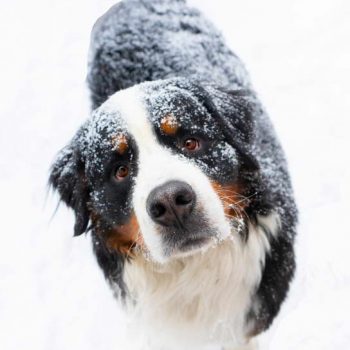 Bernese Mountain Dog Price – A Comprehensive Guide