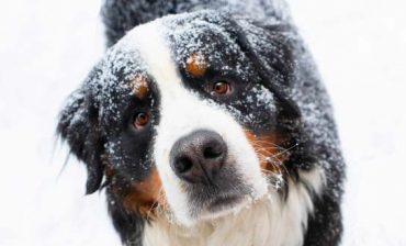 Bernese Mountain Dog Price