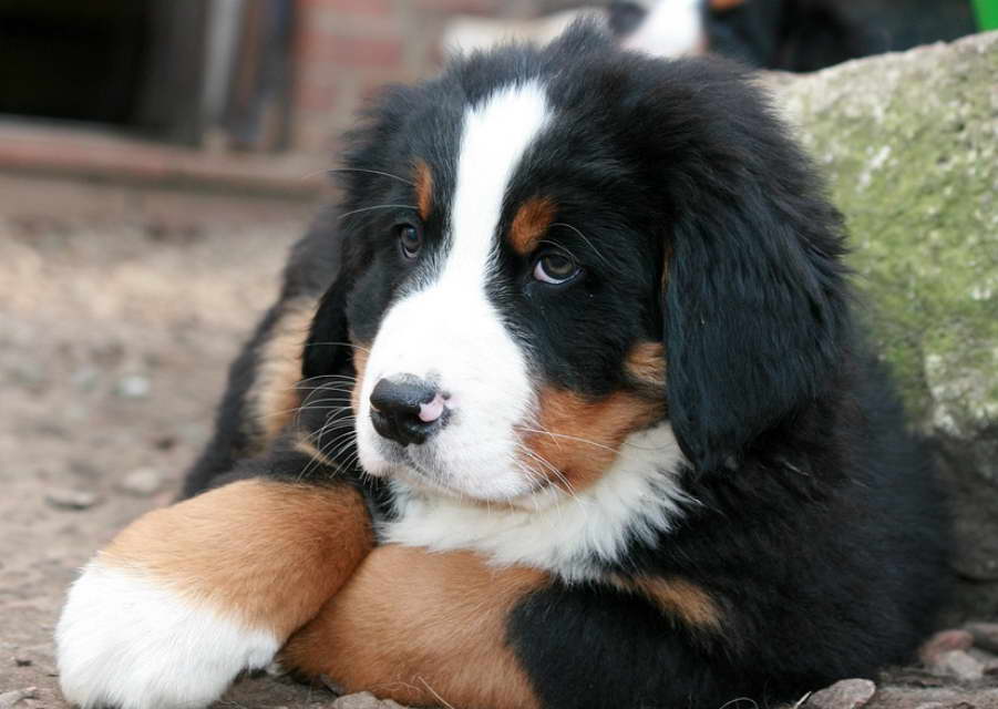 Bernese Mountain Dog Price Cost