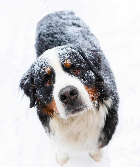 Bernese Mountain Dog Price