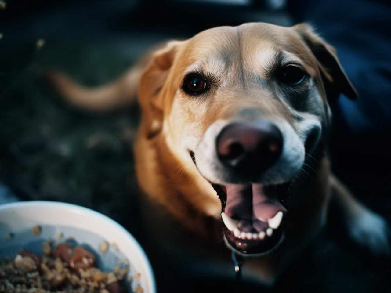 Best Food For Golden Retriever Pitbull Mix