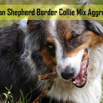 German Shepherd Border Collie Mix Aggression: Causes, Prevention and Management