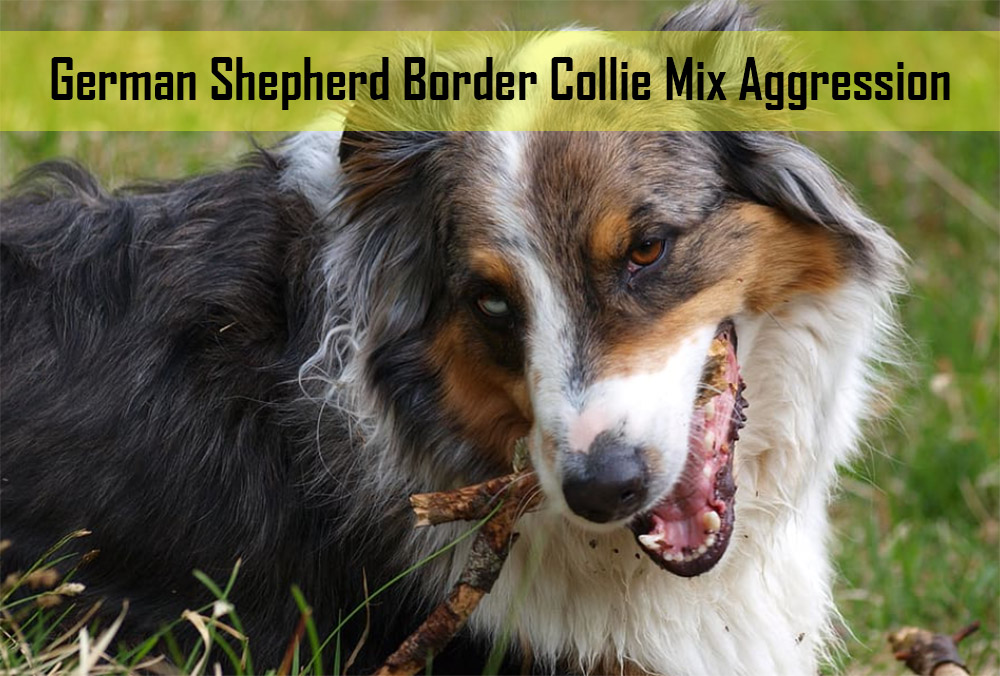 German Shepherd Border Collie Mix Aggression