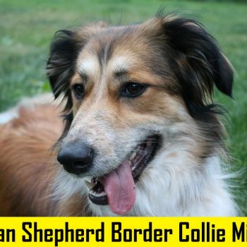 German Shepherd Border Collie Mix Diet