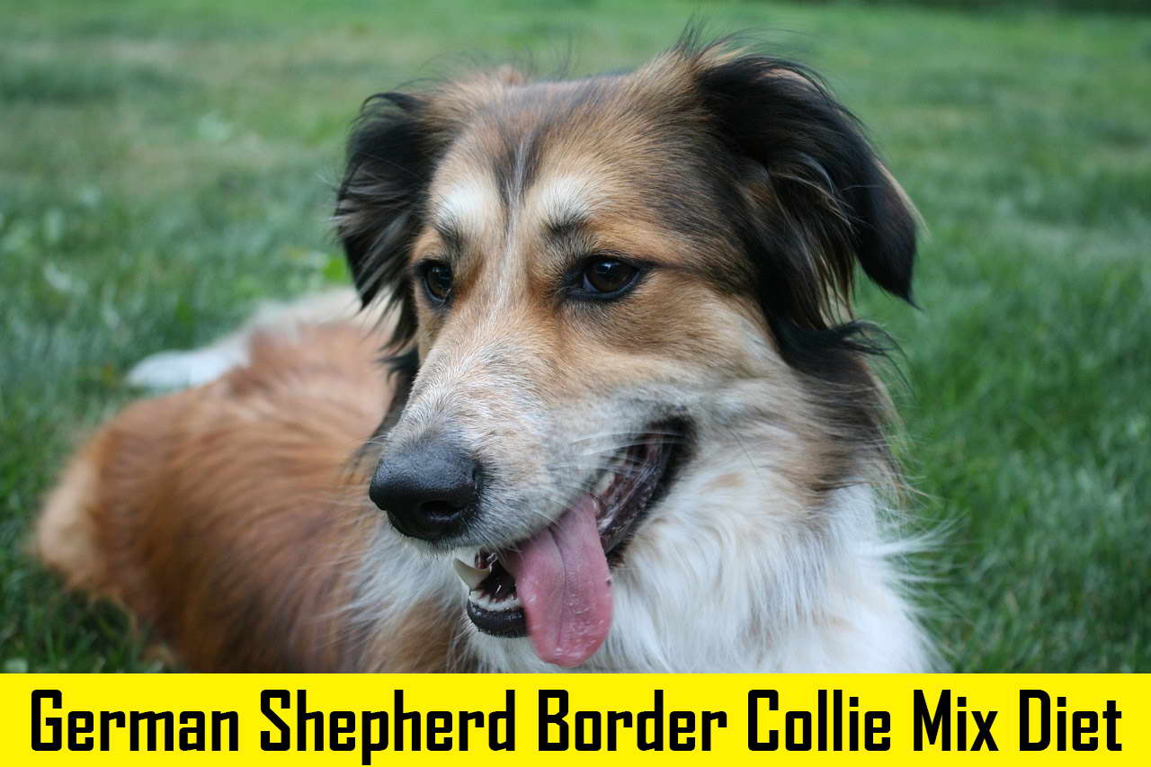 German Shepherd Border Collie Mix Diet