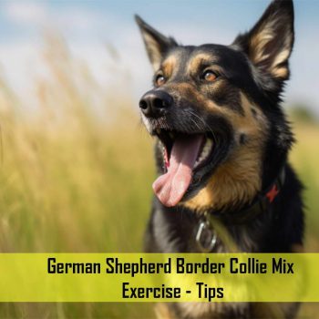 German Shepherd Border Collie Mix Exercise: Tips and Strategies to Keep Your Dog Healthy and Happy